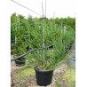 CRYPTOMERIA japonica ARAUCARIOIDES En pot de 35-50 litres