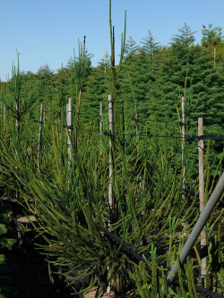 CRYPTOMERIA japonica ARAUCARIOIDES En pot de 35-50 litres