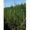 CRYPTOMERIA japonica ARAUCARIOIDES En pot de 35-50 litres
