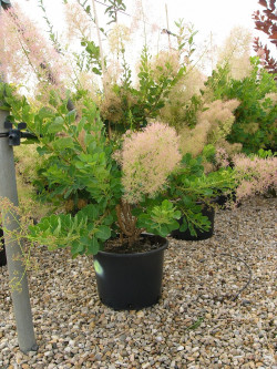COTINUS coggygria YOUNG LADY En pot de 15-20 litres