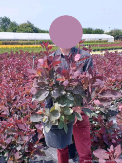 COTINUS coggygria GRACE En pot de 10-12 litres