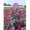 COTINUS coggygria GRACE En pot de 10-12 litres