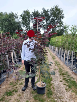 CERCIS canadensis RED FORCE En pot de 15-20 litres forme baliveau