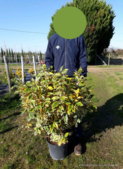 ELAEAGNUS ebbingei Gilt hedge En pot de 10-12 litres