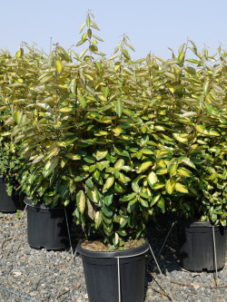 ELAEAGNUS ebbingei LIMELIGHT En pot de 15-20 litres