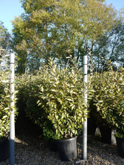 ELAEAGNUS ebbingei LIMELIGHT En pot de 25-30 litres