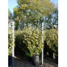 ELAEAGNUS ebbingei LIMELIGHT En pot de 25-30 litres