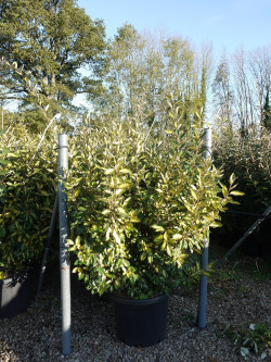 ELAEAGNUS ebbingei LIMELIGHT En pot de 35-50 litres