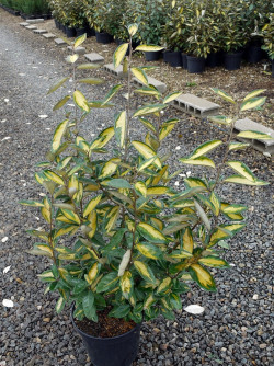 ELAEAGNUS ebbingei LIMELIGHT En pot de 7-10 litres