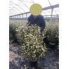 ELAEAGNUS ebbingei MARYLINE  En pot de 10-12 litres forme buisson