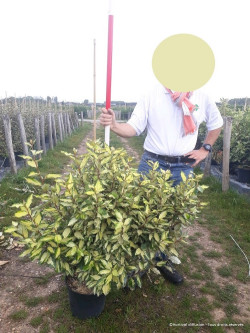 ELAEAGNUS ebbingei MARYLINE  En pot de 15-20 litres forme buisson