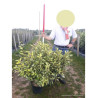 ELAEAGNUS ebbingei MARYLINE  En pot de 15-20 litres forme buisson