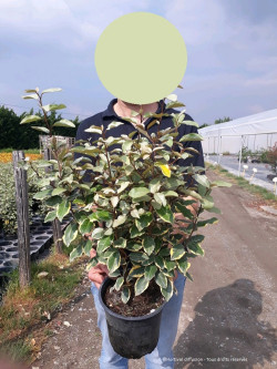 ELAEAGNUS ebbingei VIVELEG En pot 4-5 litres