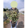 ELAEAGNUS ebbingei VIVELEG En pot 4-5 litres
