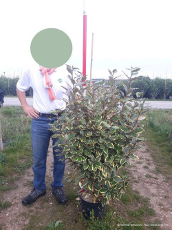 ELAEAGNUS ebbingei VIVELEG En pot 10-12 litres