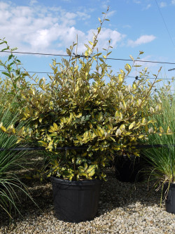 ELAEAGNUS pungens MACULATA AUREA Enj pot de 35-50 litres