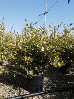 ELAEAGNUS pungens MACULATA AUREA Enj pot de 15-20 litres