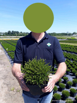 ERICA darleyensis En pot de 2-3 litres