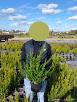 ERICA lusitanica En pot de 4-5 litres