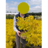 COTINUS coggygria GOLDEN LADY En pot de 10-12 litres
