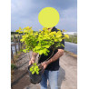 COTINUS coggygria GOLDEN LADY En pot de 4-5 litres