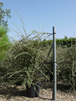 COTONEASTER franchetii En pot de 25-30 litres