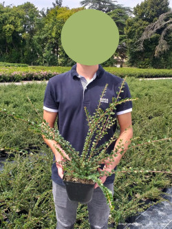 COTONEASTER horizontalis En pot de 2-3 litres