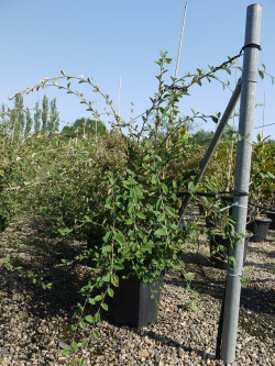 COTONEASTER lacteus En pot de 25-30 litres