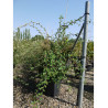 COTONEASTER lacteus En pot de 25-30 litres