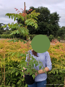 KOELREUTERIA paniculata CORAL SUN En pot de 4-5 litres