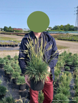 KOELERIA glauca En pot de 4-5 litres