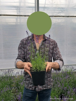 LAVANDULA angustifolia HIDCOTE En pot de 2-3 litres