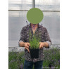 LAVANDULA angustifolia HIDCOTE En pot de 2-3 litres