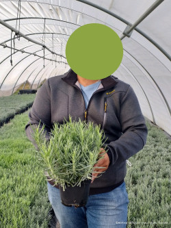 LAVANDULA angustifolia DWARF BLUE En pot de 2-3 litres