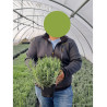 LAVANDULA angustifolia DWARF BLUE En pot de 2-3 litres