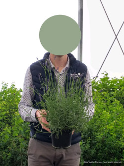 LAVANDULA angustifolia TWICKEL PURPLE En pot de 2-3 litres