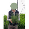 LAVANDULA angustifolia TWICKEL PURPLE En pot de 2-3 litres