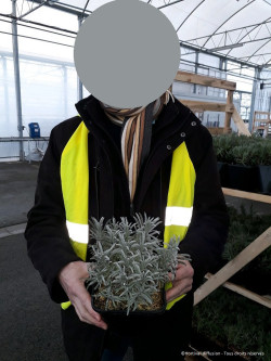 LAVANDULA intermedia GROSSO En pot de 2-3 litres