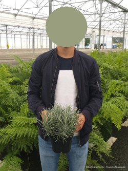 LAVANDULA DUTCH En pot de 2-3 litres