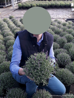 LAVANDULA stoechas ssp. pedunculata En pot de 2-3 litres