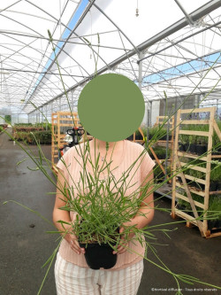 LAVANDULA intermedia EDELWEISS En pot de 2-3 litres