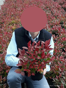 LEUCOTHOE scarletta ZEBLID En pot de 4-5 litres