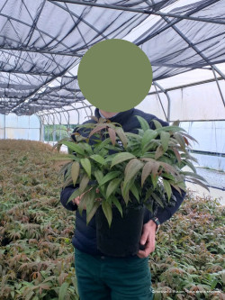 LEUCOTHOE walteri ROYAL RUBY En pot de 4-5 litres