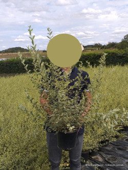 LIGUSTRUM ibota MUSLI En pot de 4-5 litres