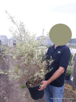 LIGUSTRUM ibota MUSLI En pot de 10-12 litres