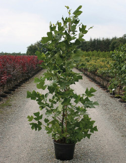 LIRIODENDRON tulipifera En pot de 15-20 litres forme baliveau