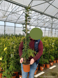 ACACIA dealbata En pot de 5-7 litres