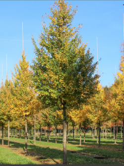 ACER campestre ELSRIJK