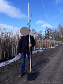 ACER platanoides CRIMSON KING En pot de 15-20 litres forme baliveau