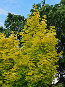 ACER platanoides PRINCETON GOLD